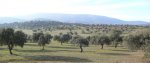 Dehesa